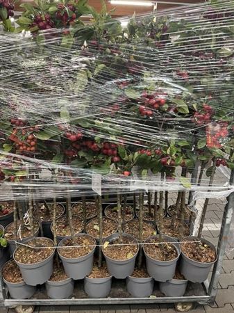 Malus Gorgeus