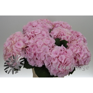 Hydrangea verena