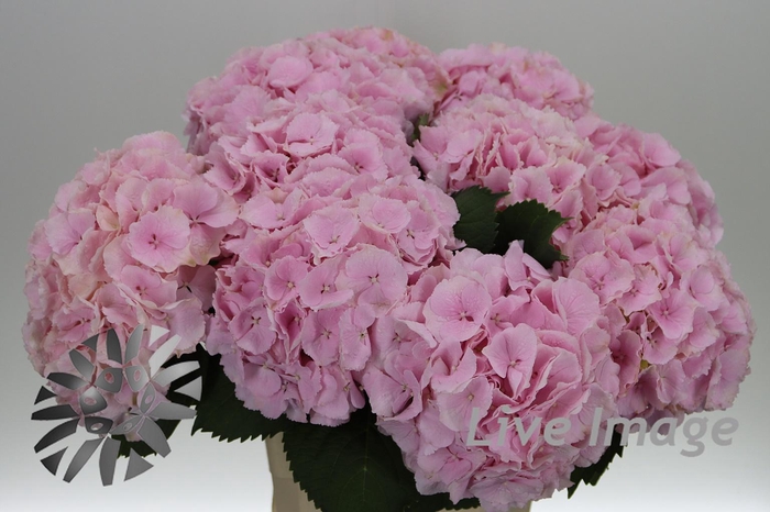 <h4>Hydrangea verena</h4>