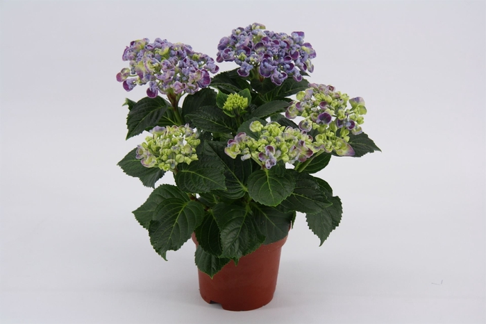 <h4>Hydrangea mac. 'Curly Wurly'</h4>