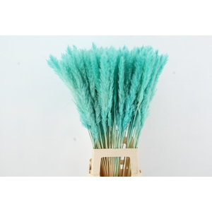 DF Pampas Silvy Bs 10pc Mint