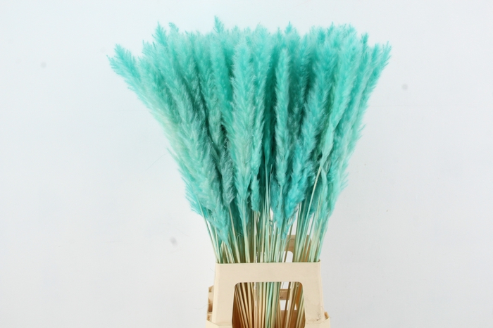 DF Pampas Silvy Bs 10pc Mint