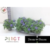 Exacum Tri Sapphire