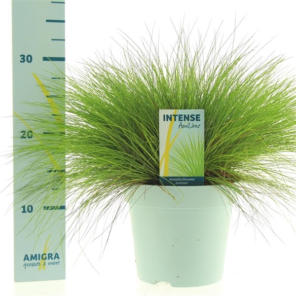 Deschampsia flexuosa AmiLime®