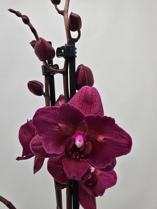 <h4>Limited 76 week 6</h4>