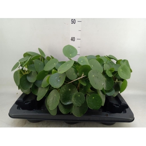 Pilea peperomioides