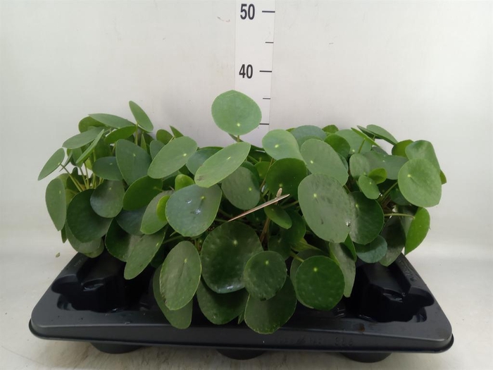 <h4>Pilea peperomioides</h4>