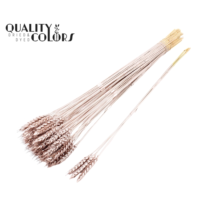 <h4>Triticum 3pc/Tuft Champagne</h4>