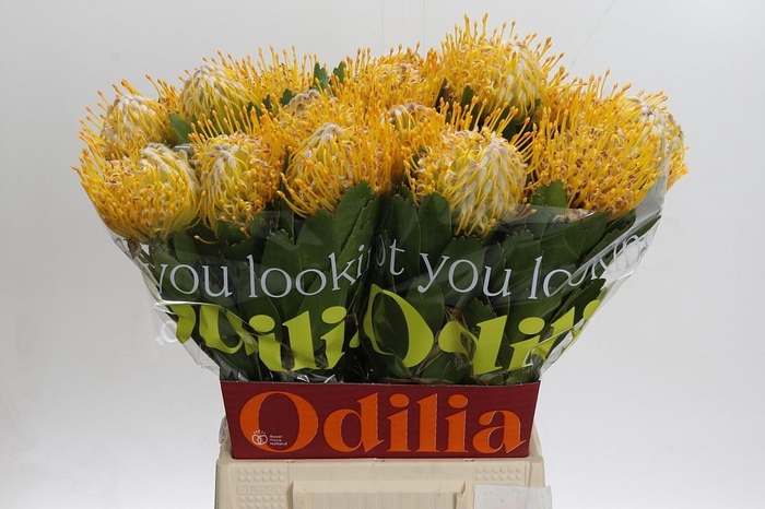 <h4>LEUCO NUTANS JOTI*</h4>