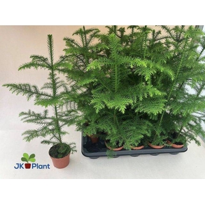 ARAUCARIA HETEROPHYL P10