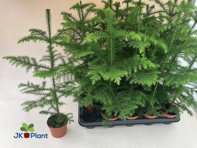 <h4>ARAUCARIA HETEROPHYL P10</h4>