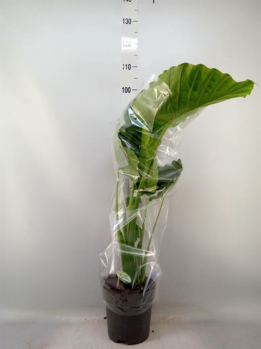 <h4>Alocasia gageana</h4>