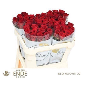 R Gr Red Naomi A2