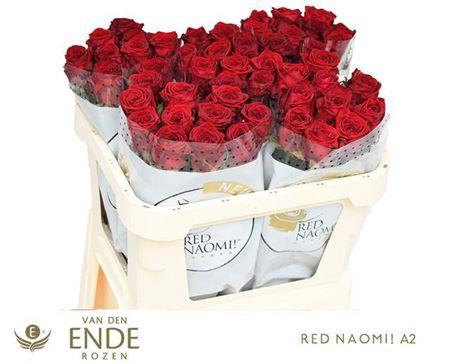 <h4>R Gr Red Naomi A2</h4>