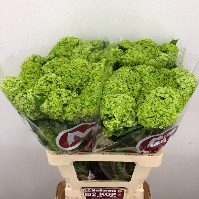 <h4>Viburnum L.60 2+flowers</h4>