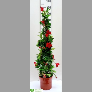 MANDE RIO GRANDE RED