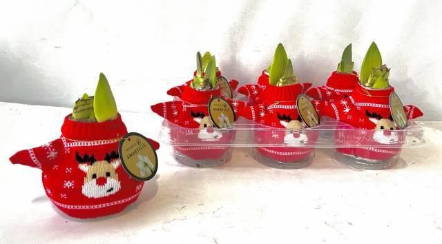 <h4>Bloembol Hippeastrum</h4>