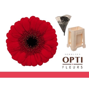 Germini Red Ruby Water