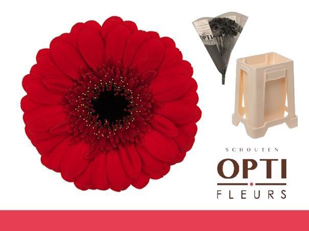 <h4>Germini Red Ruby Water</h4>