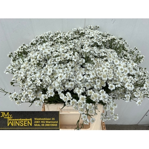 Achillea The Pearl Winsen