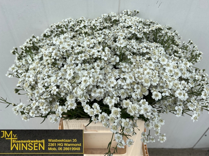 <h4>Achillea The Pearl Winsen</h4>