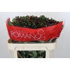 Hypericum Rocky Romance Spray