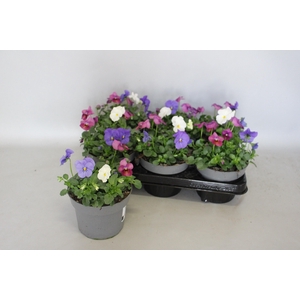 Viola cornuta 13 cm Mix 4 Blue-White-Plum Antique