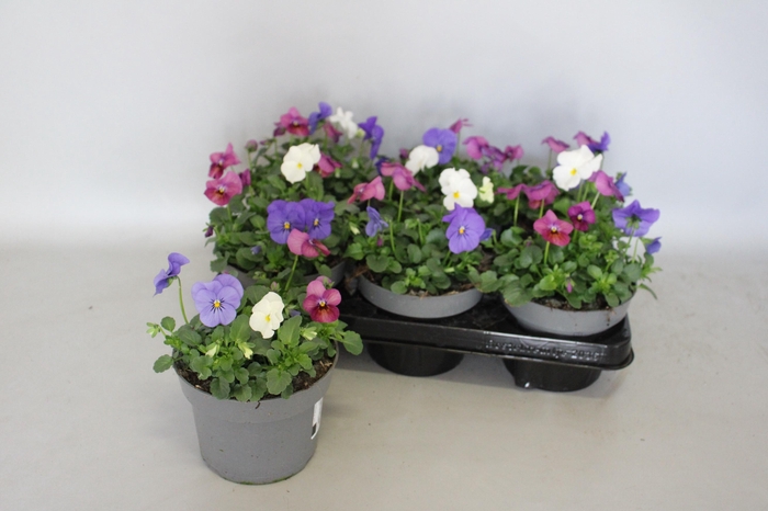 <h4>Viola cornuta 13 cm Mix 4 Blue-White-Plum Antique</h4>