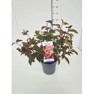 Physocarpus Lady In Red