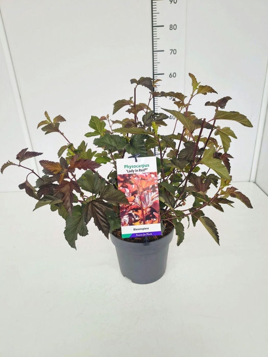 <h4>Physocarpus Lady In Red</h4>
