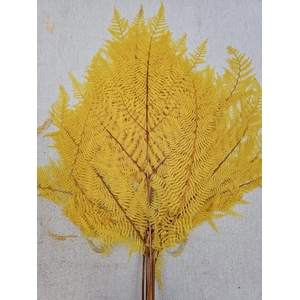 GESTABILISEERD VAREN GEEL