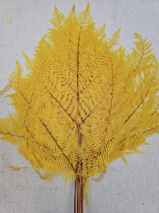 <h4>GESTABILISEERD VAREN GEEL</h4>