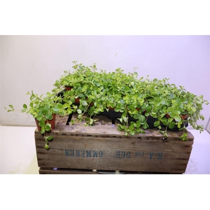 arr8 Pep Rotundifolia