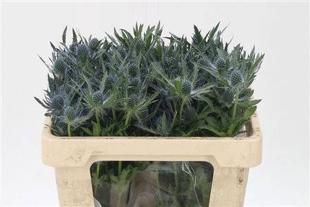 <h4>Eryngium Mag Blue Lagoon</h4>