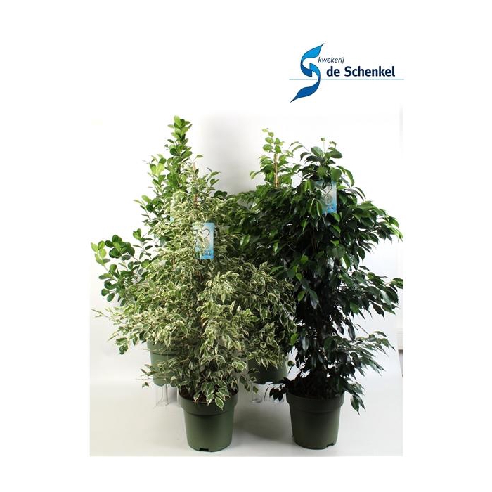 <h4>FICUS benjamina mixkar 3-4 soorten</h4>