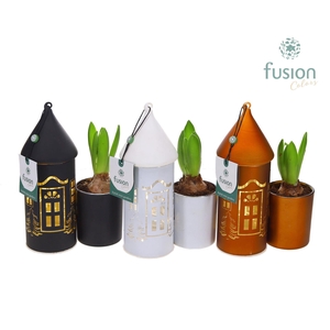 LED Duo glazen huis met Hyacinthus