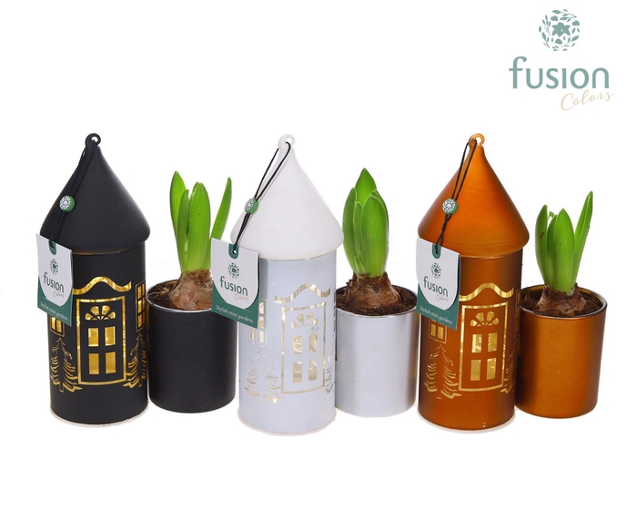 <h4>LED Duo glazen huis met Hyacinthus</h4>