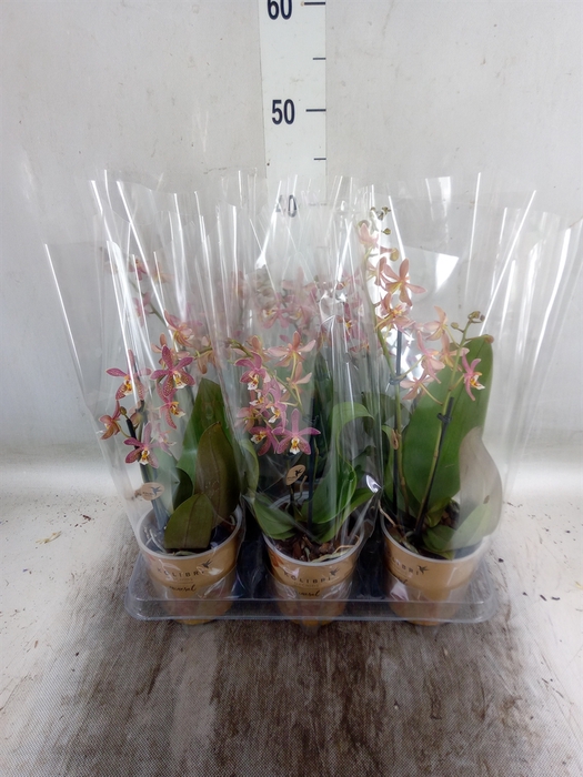 <h4>Phalaenopsis multi.   ...orange</h4>