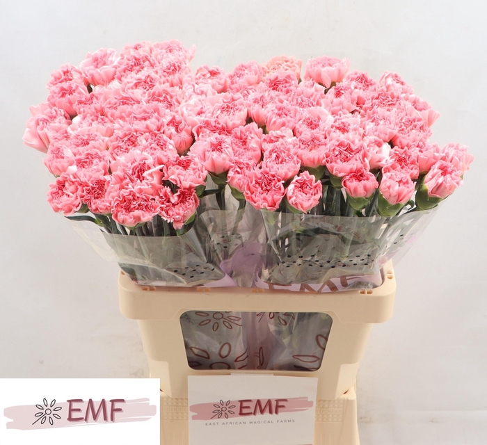 <h4>DI ST BETSY</h4>