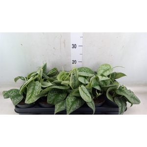 Scindapsus pictus 'Trebie'