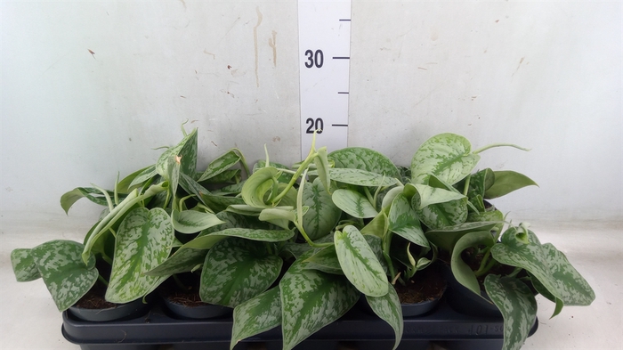 <h4>Scindapsus pictus 'Trebie'</h4>