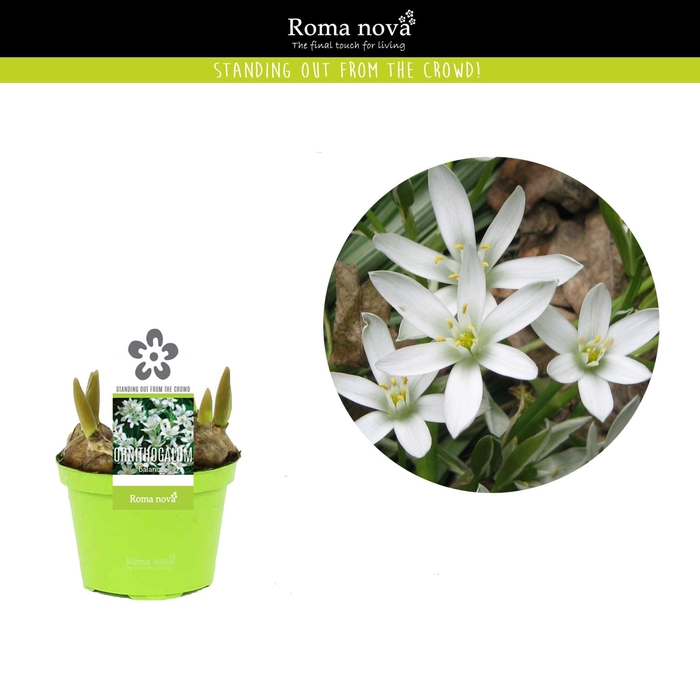 <h4>Ornithogalum balansae</h4>