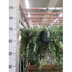 Aeschynanthus  'Caroline'