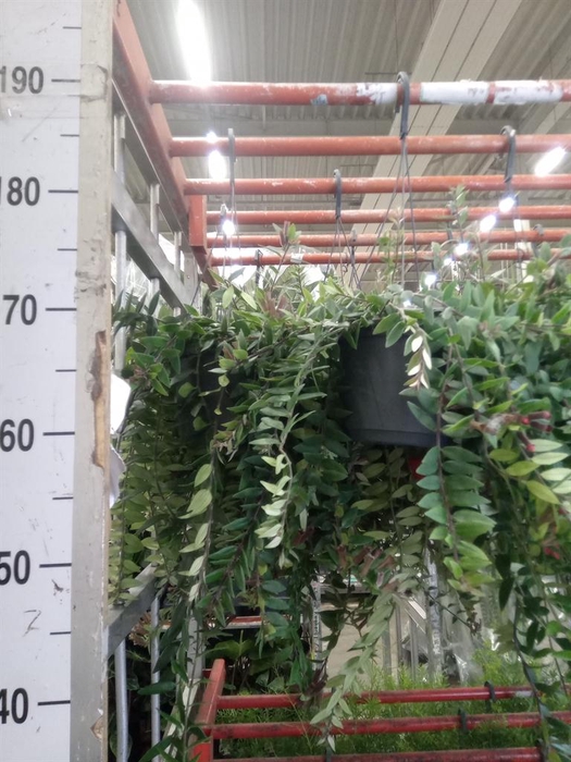 <h4>Aeschynanthus  'Caroline'</h4>