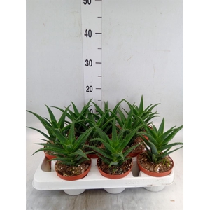 Aloe arborescens