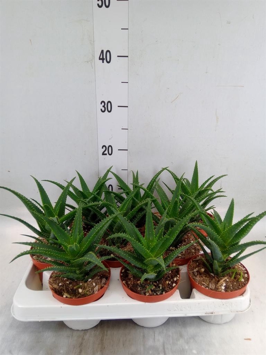 <h4>Aloe arborescens</h4>