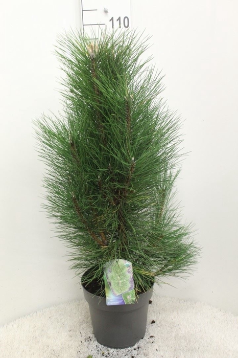 <h4>Pinus nigra</h4>