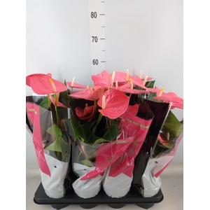 Anthurium andr. 'Colorado'