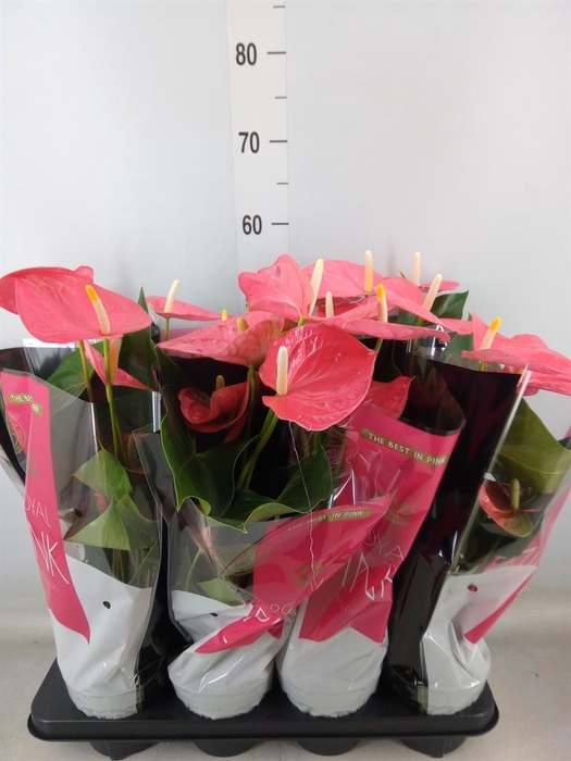 <h4>Anthurium andr. 'Colorado'</h4>