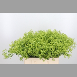 Alchimella Robusta